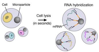 細(xì)胞裂解和RNA雜交