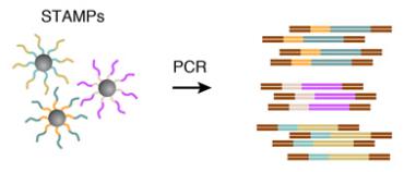 STAMPS的放大,DROP-SEQ