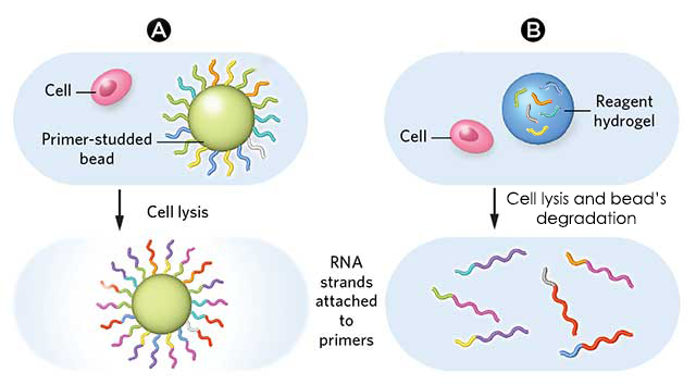 Different-types-beads-hydrogel-microparticle-drop-seq-microfluidics-sinngle-cells-analysis-ARN-AND-barcode-complex-tissue