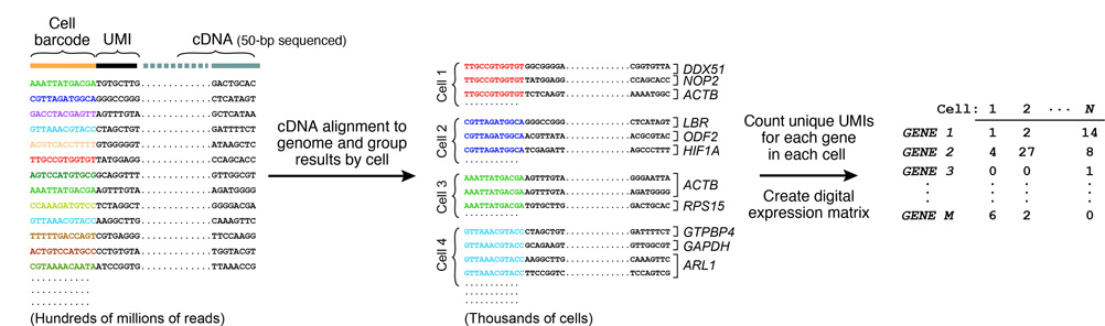 Sequencing-analysis-drop-seq-microfluidics-single-cells-analysis-ARN-AND-barcode-complex-tissue