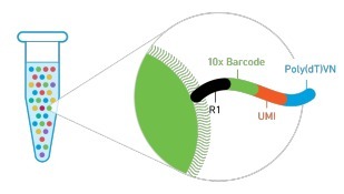 單細(xì)胞轉(zhuǎn)錄組測(cè)序(10x Genomics)詳解