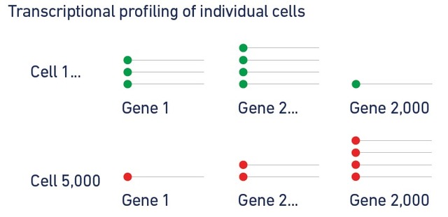 單細(xì)胞轉(zhuǎn)錄組測(cè)序(10x Genomics)詳解