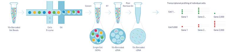 10X Genomics 單細(xì)胞轉(zhuǎn)錄組測(cè)序